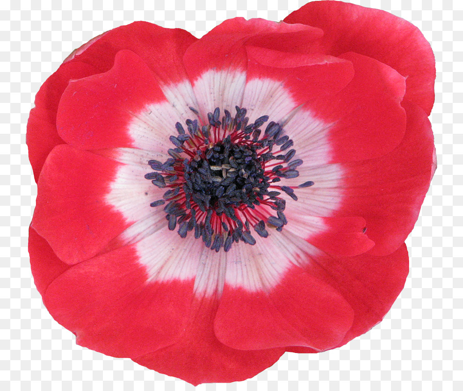 Flor，Rojo PNG