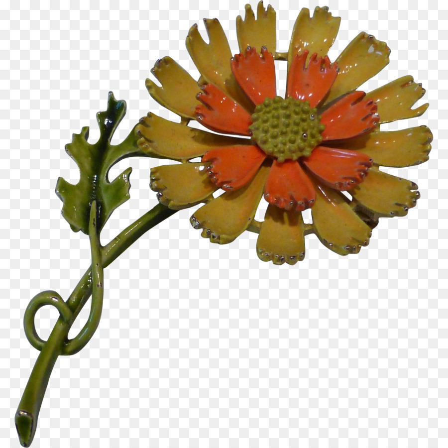 Transvaal Daisy，Crisantemo PNG