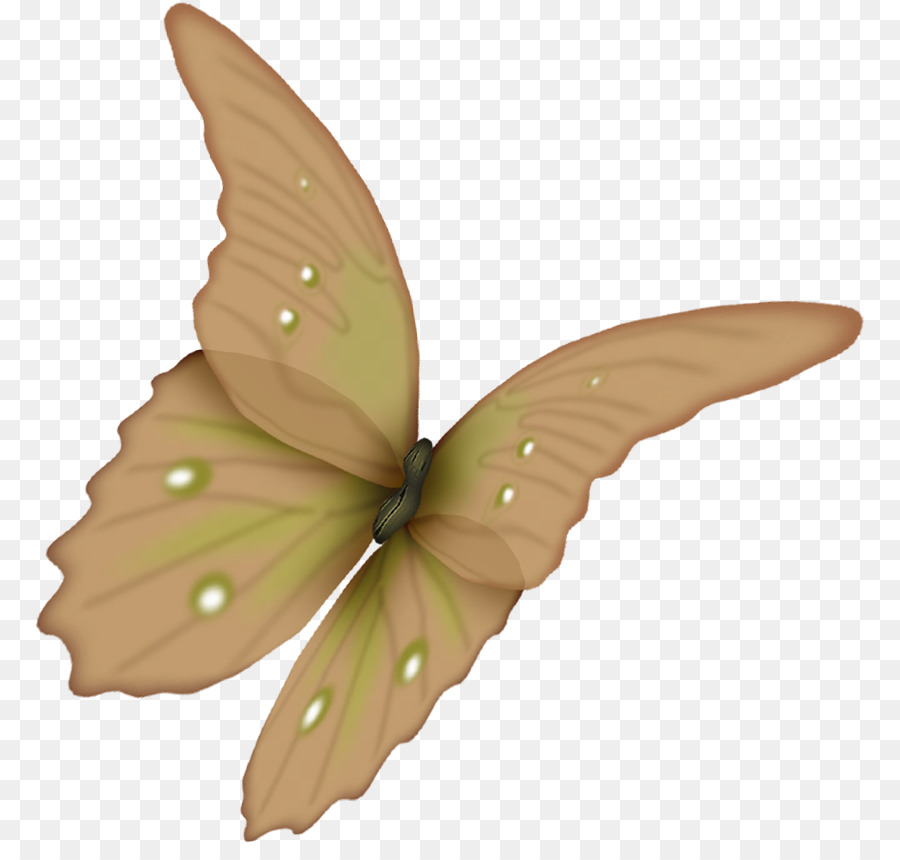 Mariposa，Flor PNG