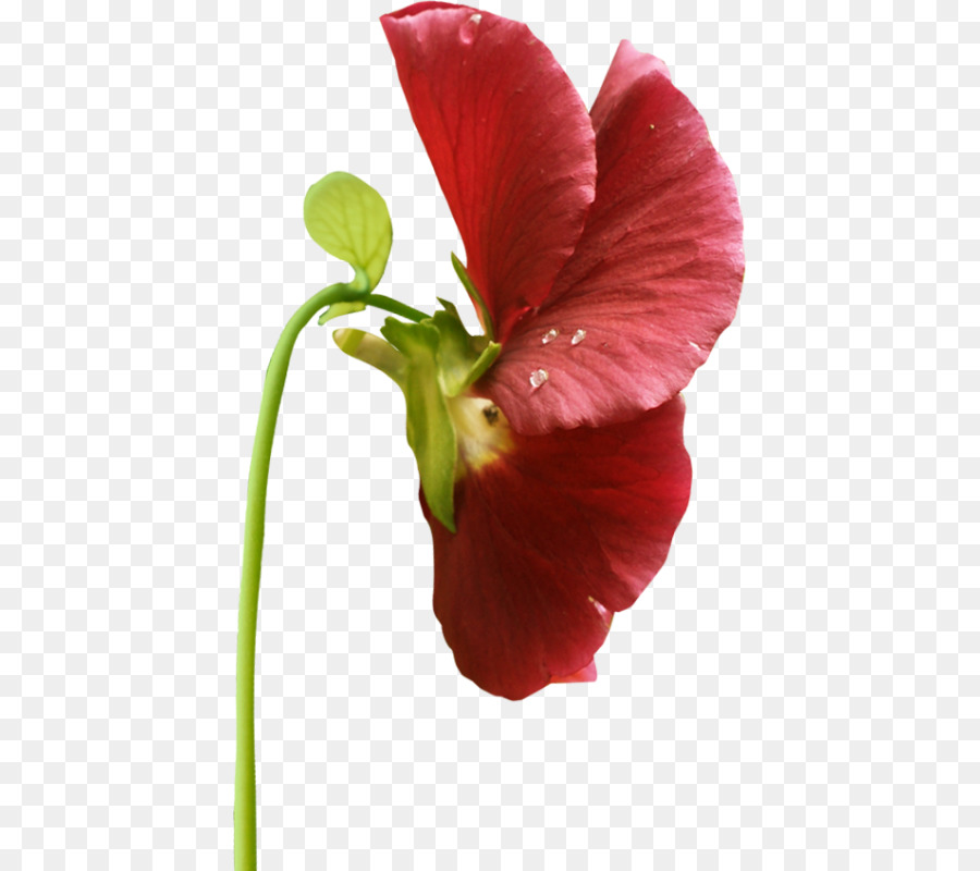 Flor，Pensamiento PNG