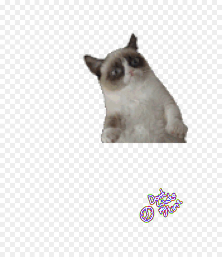 Gato，Grumpy Cat PNG