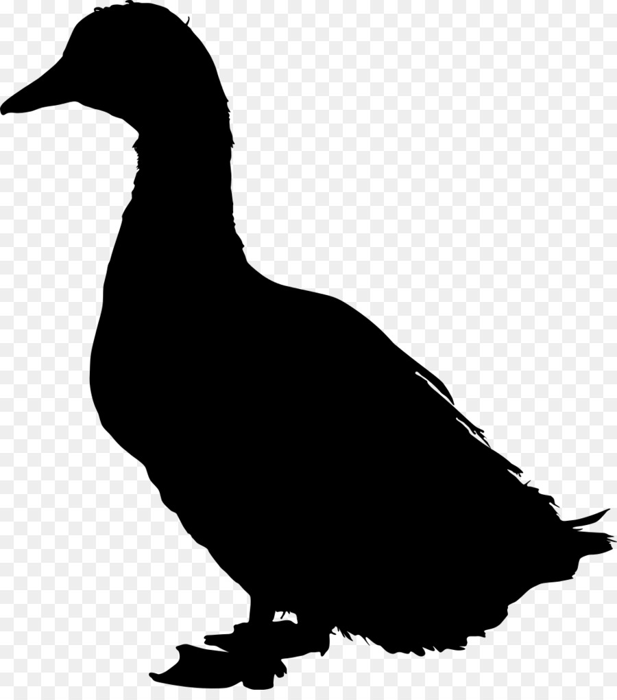 Pato，El ánade Real PNG