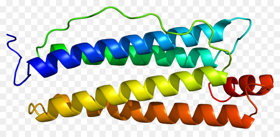 Ferritina，Proteína PNG