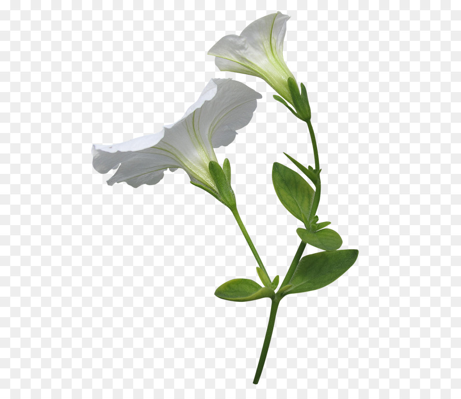 Flor，Petunia PNG