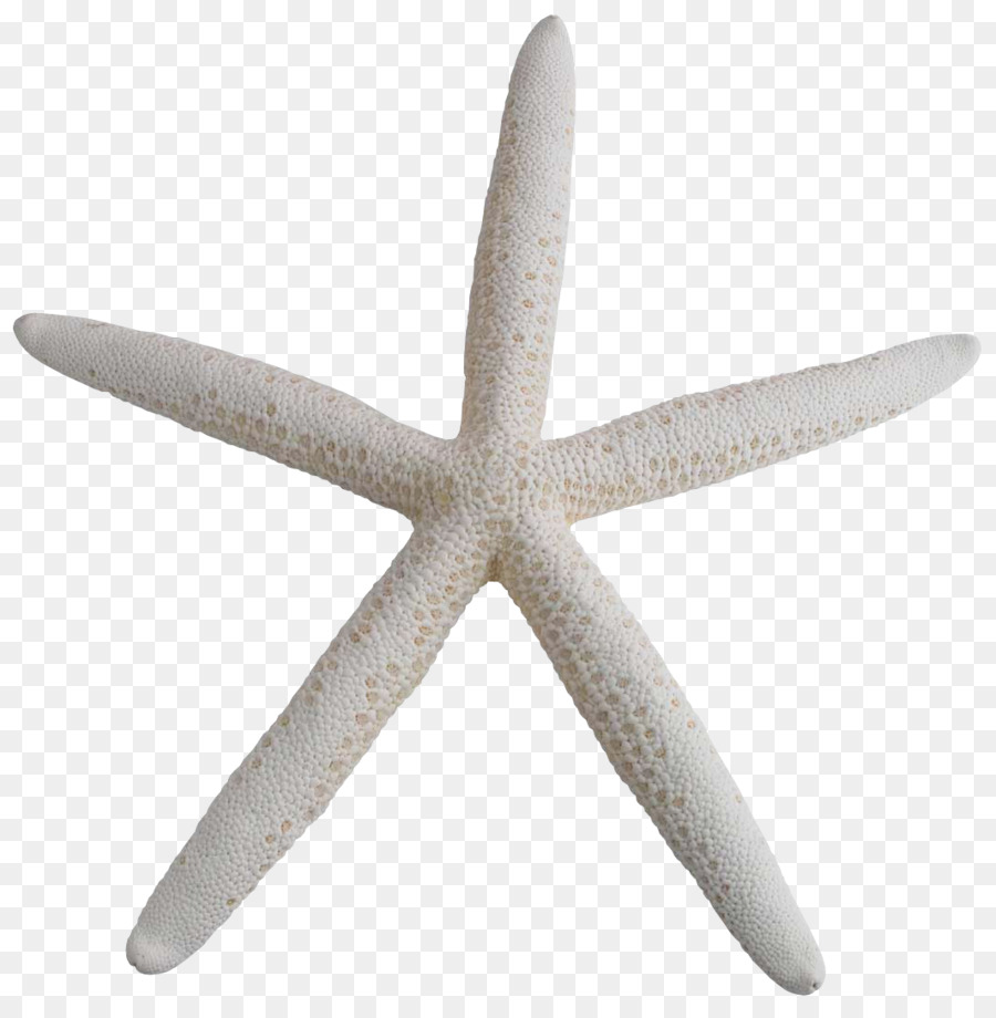 Estrella De Mar，Mar PNG