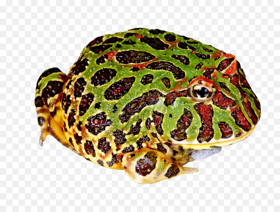 Rana Colorida，Anfibio PNG