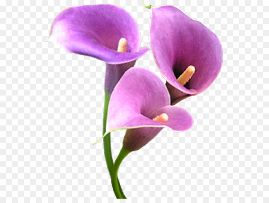 Planta，Hojas PNG