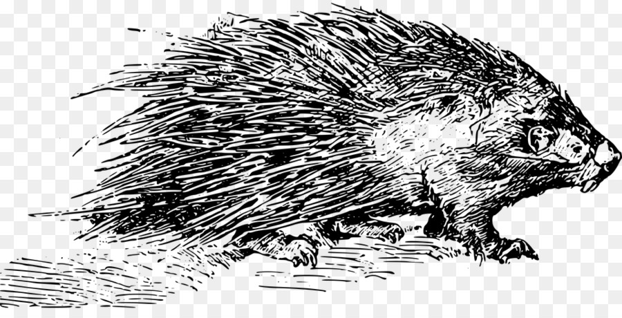 Porcupine Bebé，Porcupine PNG