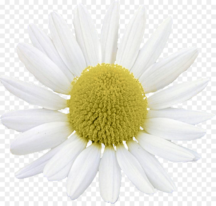 Común Daisy，Margarita PNG