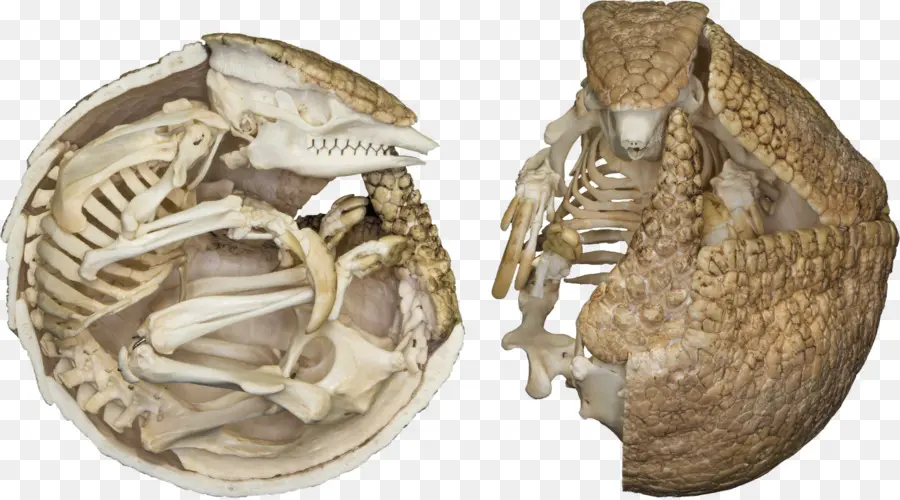 Armadillo，Esqueletos Museo De Osteología PNG