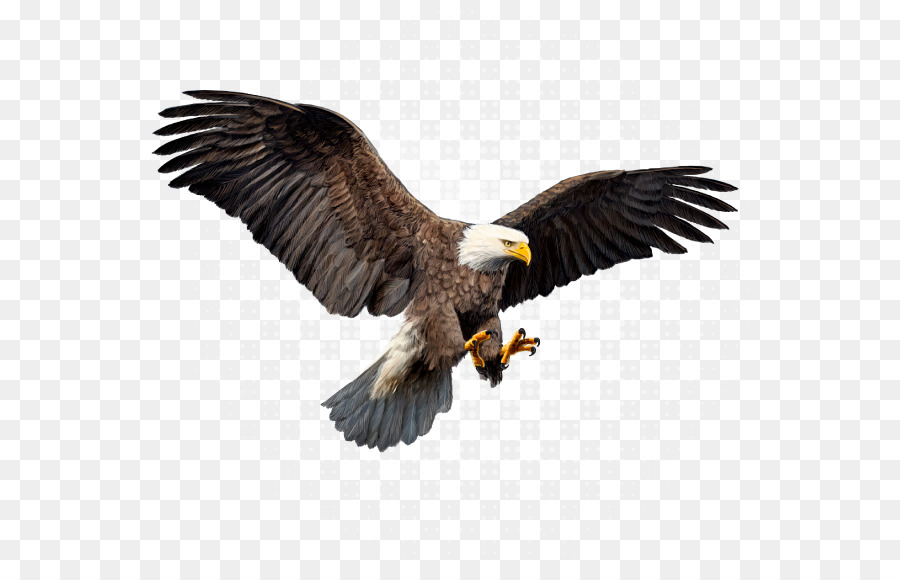 águila Calva，Publicidad PNG