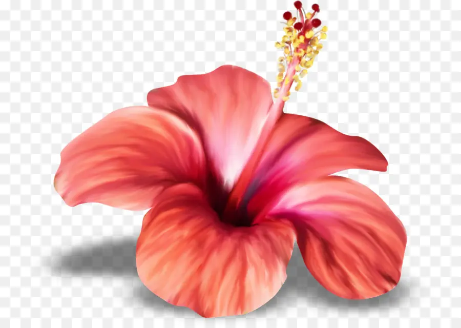 Shoeblackplant，Flor PNG