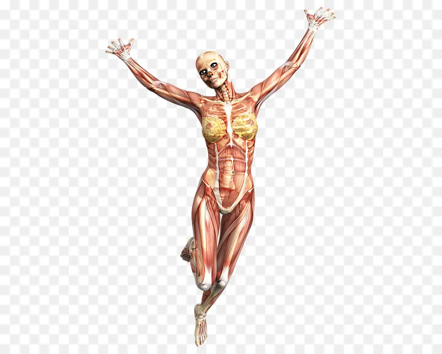 Ejecución De Anatomía，Anatomía PNG