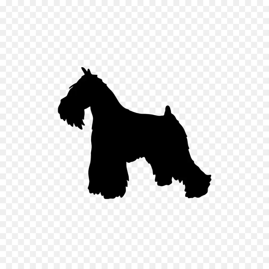 Schnauzer Miniatura，Scottish Terrier PNG