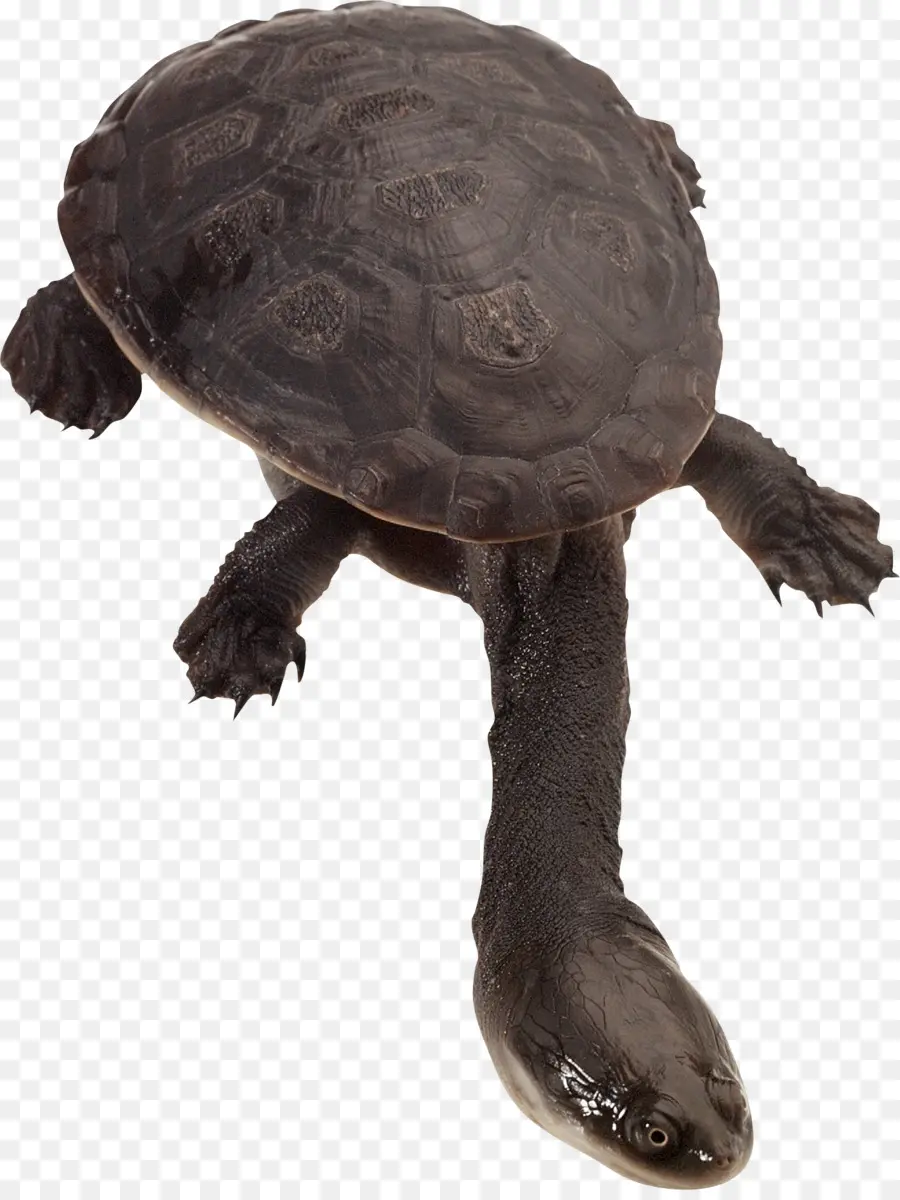 Tortuga，Reptil PNG