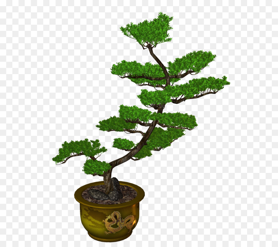 Árbol Bonsái，Olla PNG