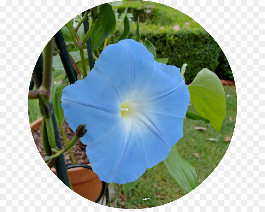 La Ipomoea Violacea，Azul Cobalto PNG