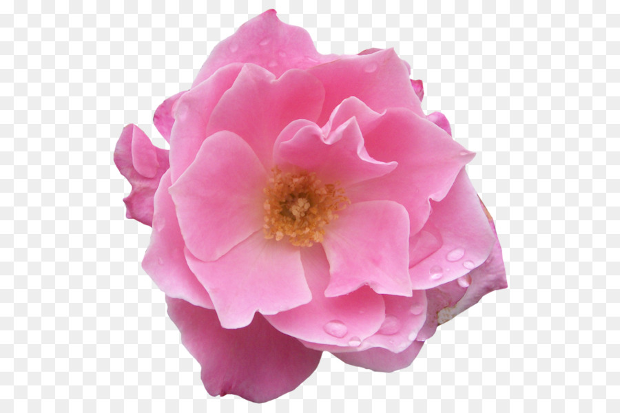 Rosa Rosa Y Morada，Rosa PNG