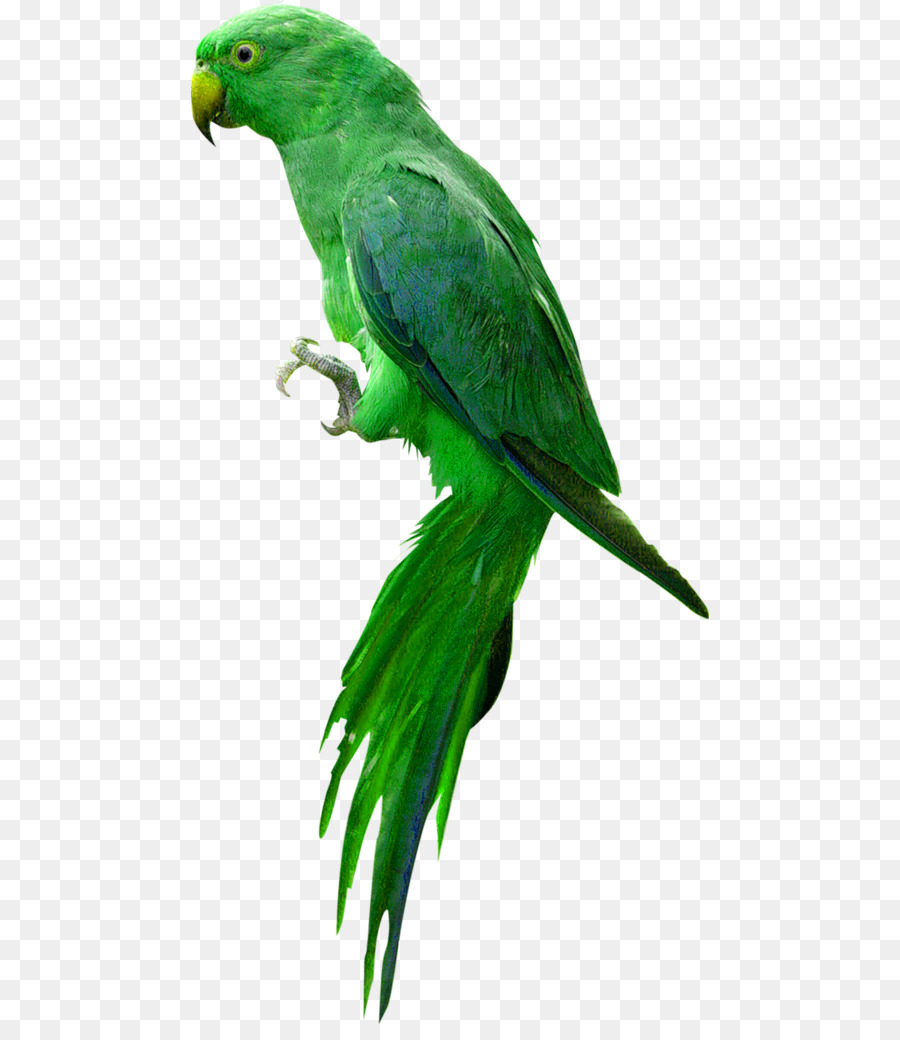 Loro，Pájaro PNG