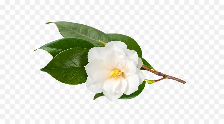 Camellia Sinensis，Té PNG