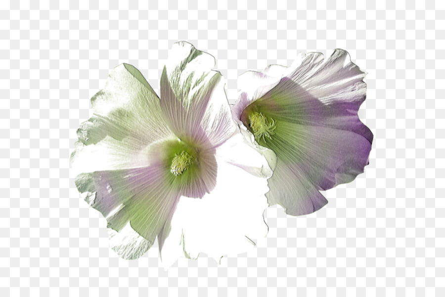 Malva，Modelo De Color Rgb PNG