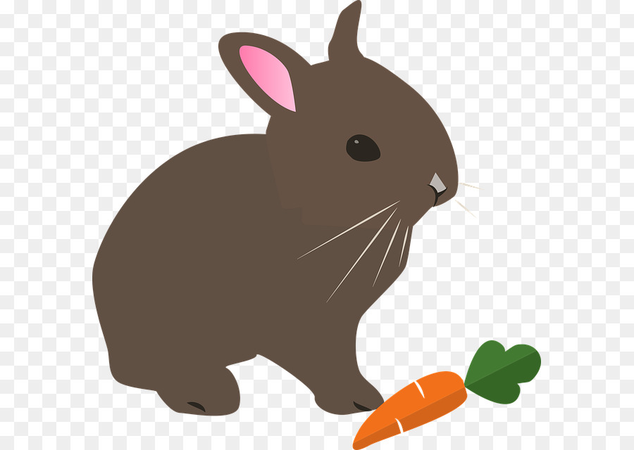 Hare，Conejo PNG