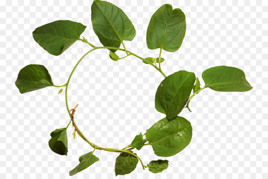 Planta Herbácea，Tallo De La Planta PNG