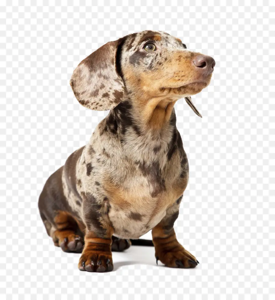 Cachorro De Perro Salchicha，Lindo PNG