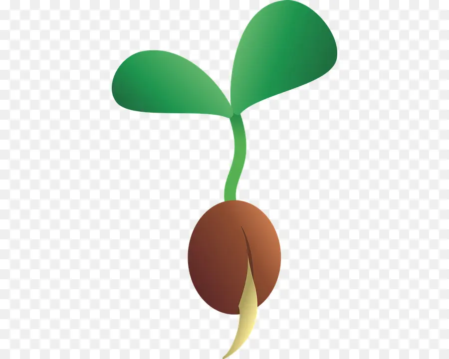 Semilla，Planta De Semillero PNG