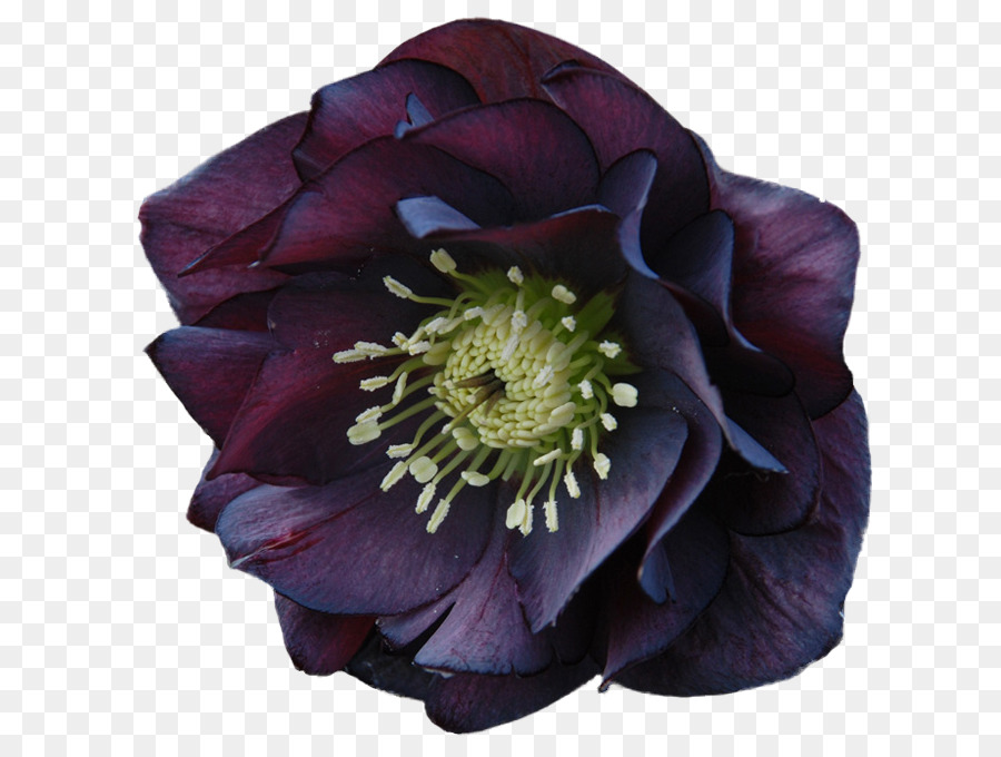 Helleborus Niger，Helleborus Orientalis PNG