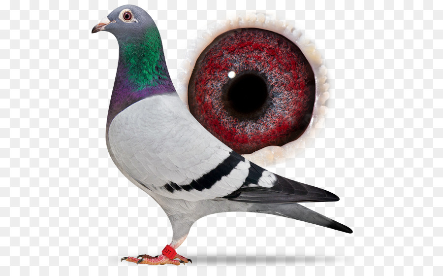 Homing Pigeon，Carreras De Homero PNG