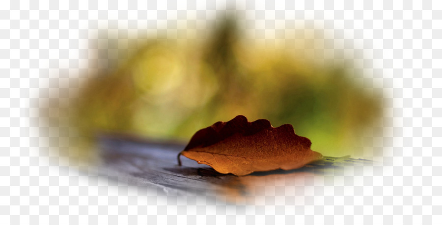 Fondo De Escritorio，Otoño PNG