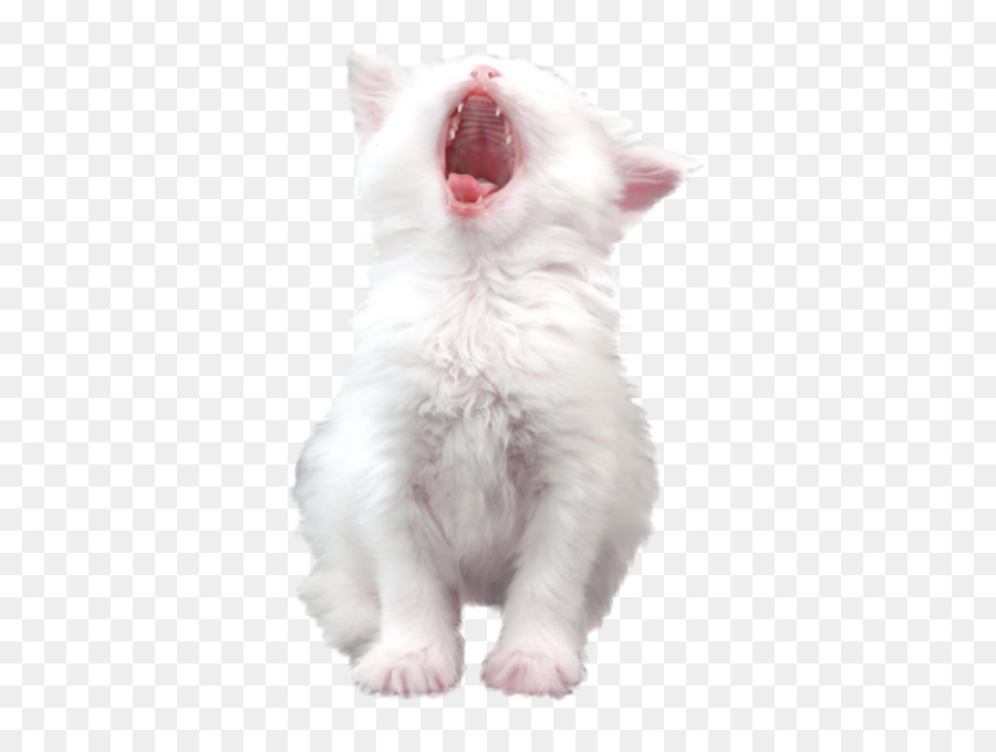 Gatito Bostezando，Gato PNG