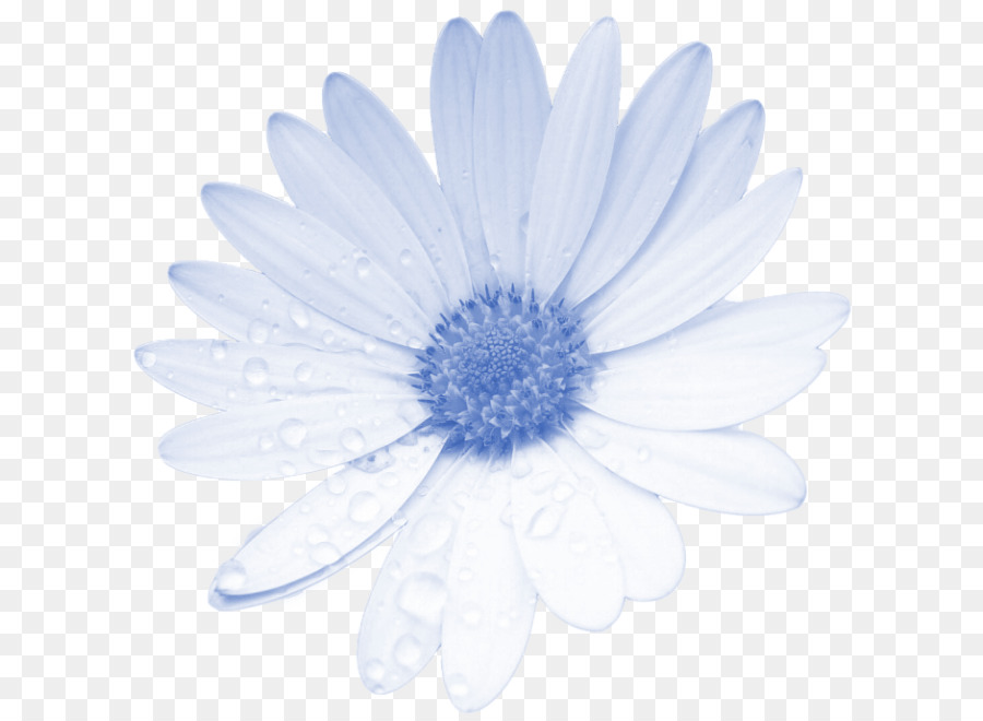 Flor，Azul PNG