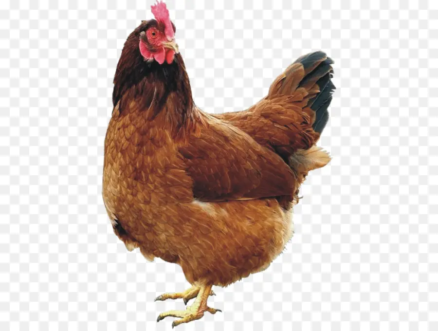 Pollo，Pájaro PNG