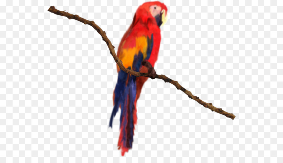 Pájaro，Guacamayo PNG