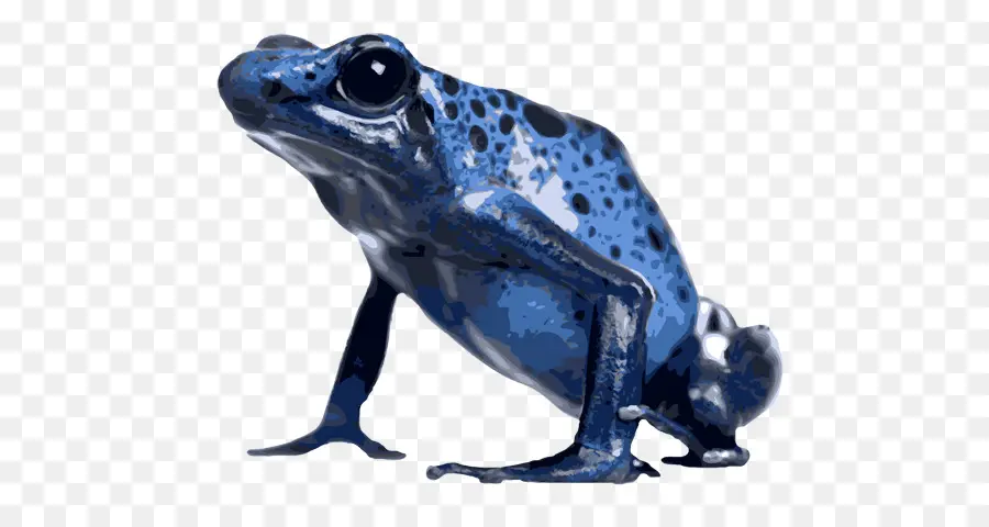 Rana Azul，Manchas PNG