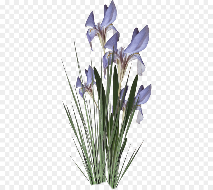 Flores De Iris，Floración PNG