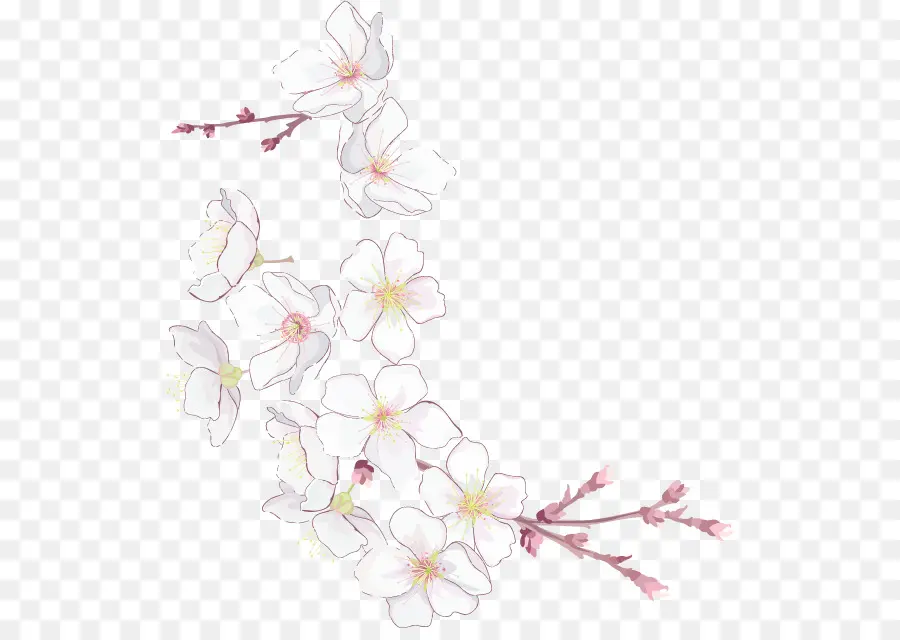 De Los Cerezos En Flor，Flor PNG