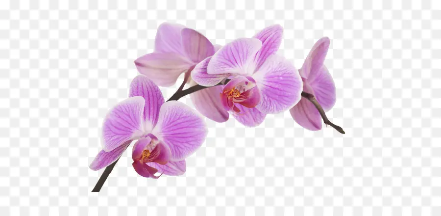 Orchids，Fototapete PNG
