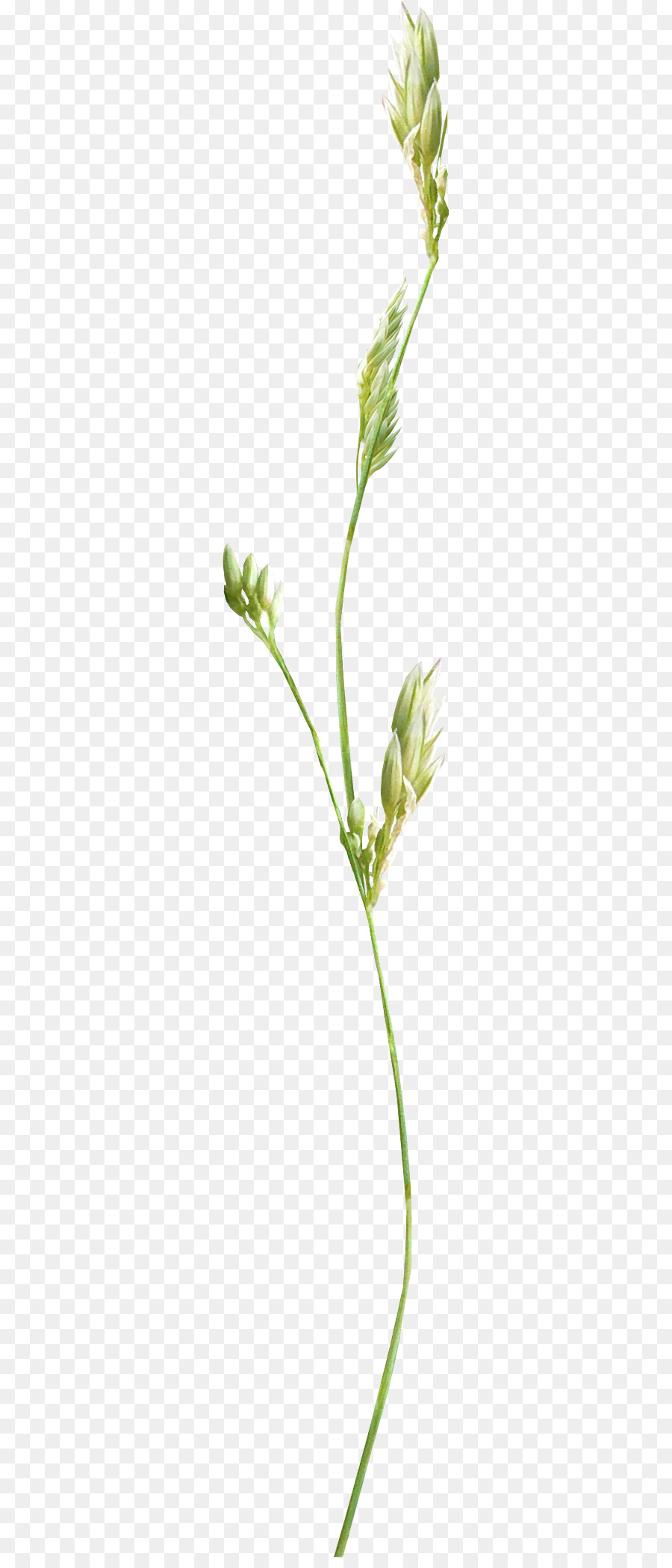 Flor Amarilla，Florecer PNG