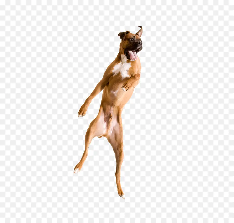 Boxer，Cuidado De Mascotas PNG