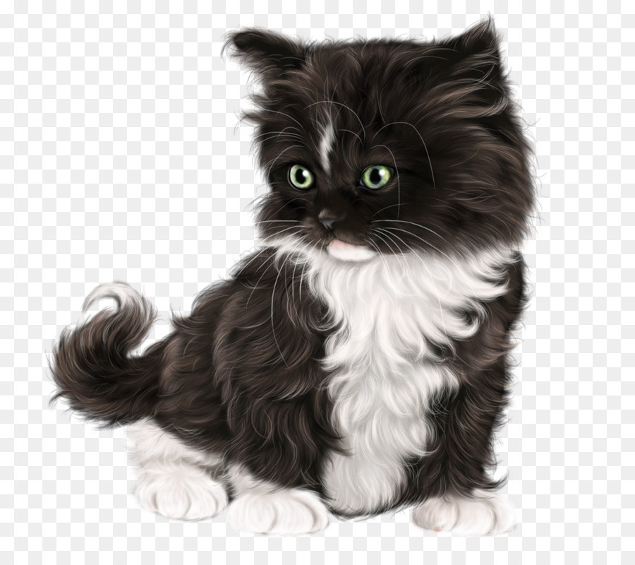 American Wirehair，The Ragamuffin Gato PNG