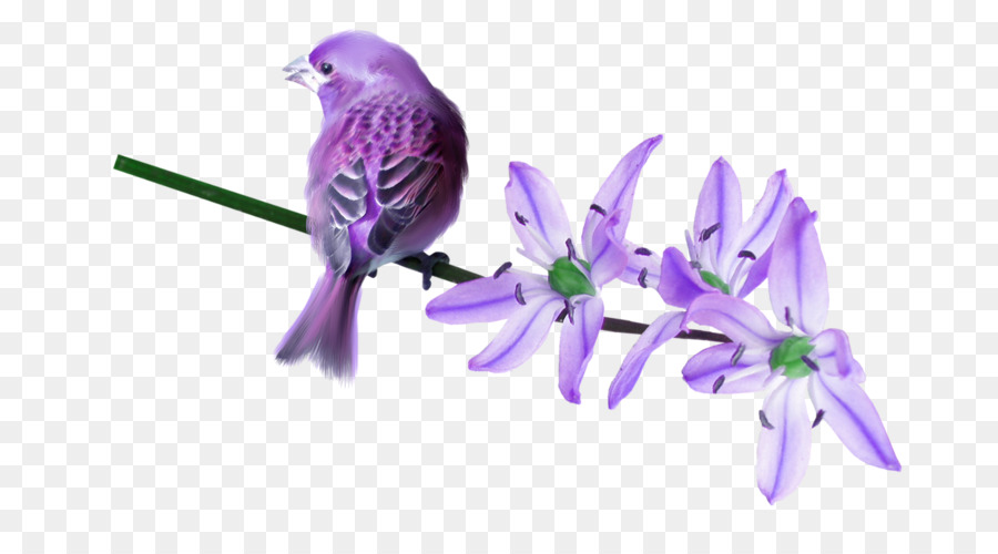 Pájaro，Violeta PNG