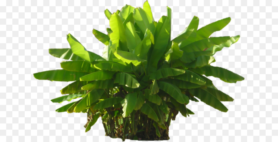 Verde，Planta PNG