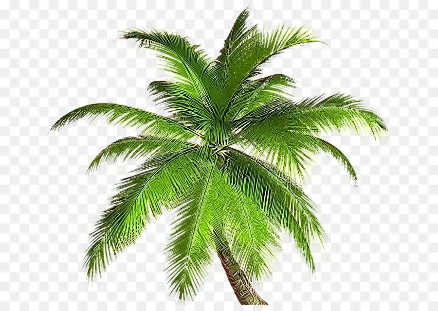 Arecaceae，árbol PNG