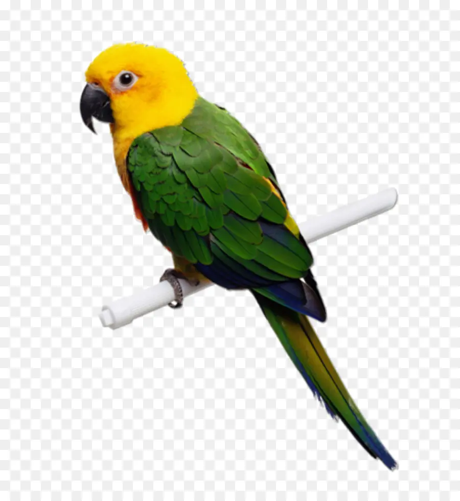 Parrot，Agapornis PNG