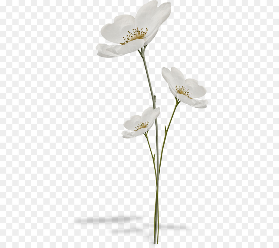 Flores Blancas，Florecer PNG