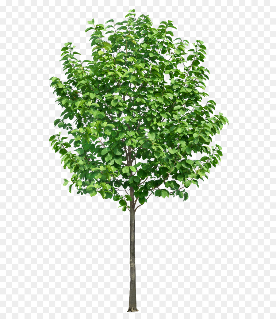 árbol，La Representación PNG