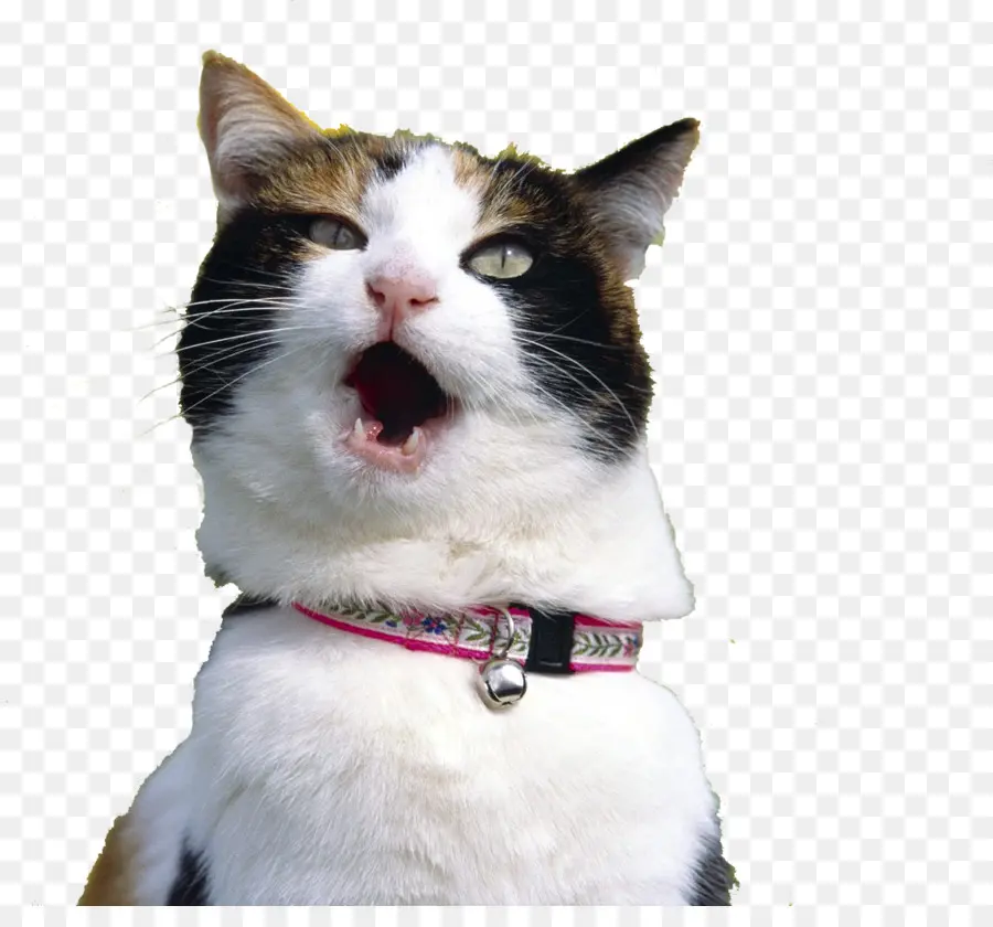 Gato，Gatito PNG